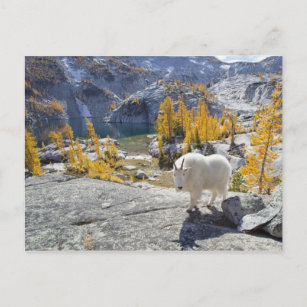 USA, WA, Alpine Lakes WIlderness Enchantments. Postcard