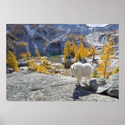 USA WA Alpine Lakes WIlderness Enchantments Poster