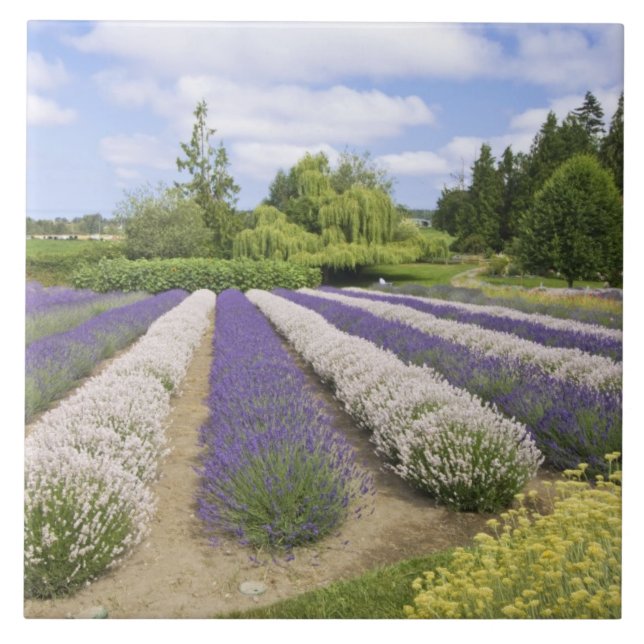 USA, WA, Sequim, Purple Haze Lavender Farm Ceramic Tile (Front)