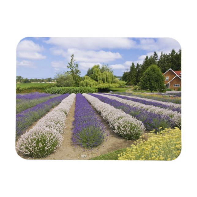 USA, WA, Sequim, Purple Haze Lavender Farm Magnet (Horizontal)