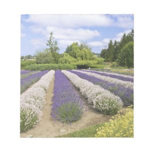 USA, WA, Sequim, Purple Haze Lavender Farm Notepad