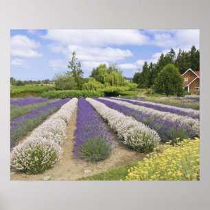 USA, WA, Sequim, Purple Haze Lavender Farm Poster