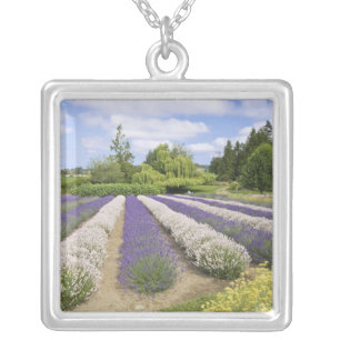 USA, WA, Sequim, Purple Haze Lavender Farm Silver Plated Necklace