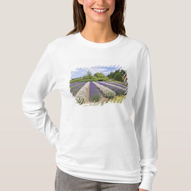USA, WA, Sequim, Purple Haze Lavender Farm T-Shirt (Front)
