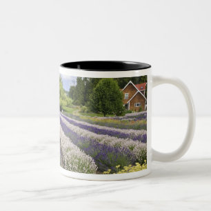 USA, WA, Sequim, Purple Haze Lavender Farm Two-Tone Coffee Mug