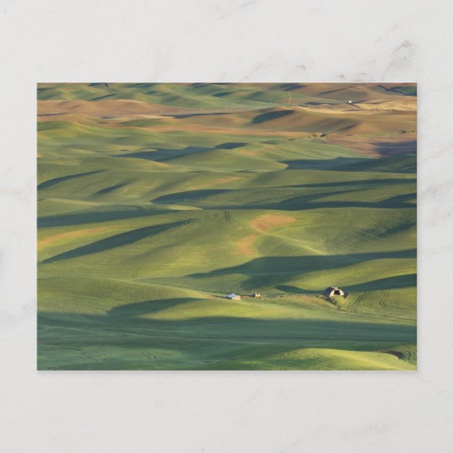 USA, WA, Whitman Co., Palouse Farm Fields From Postcard (Front)