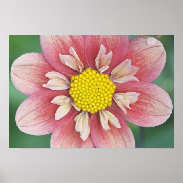 USA, Washington, Bellevue, Bellevue Botanical Poster (Front)