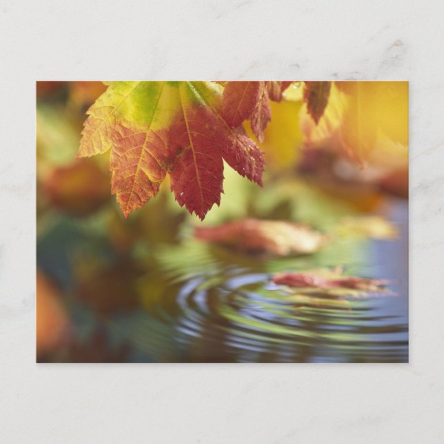 USA, Washington, Bellingham, Close-up of autumn Postcard (Front)