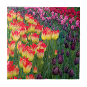 USA, Washington. Blooming Tulips 2 Tile