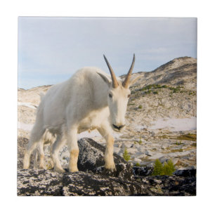 USA, Washington, Cascade Range 3 Tile