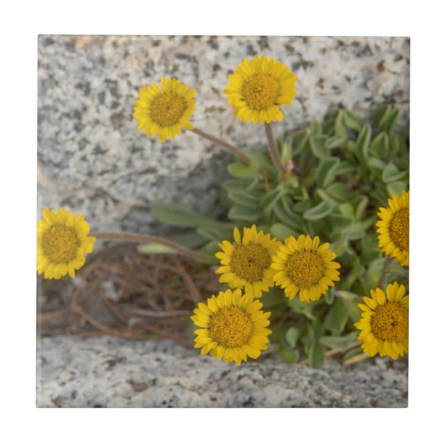 USA, Washington, Cascade Range 5 Ceramic Tile (Front)