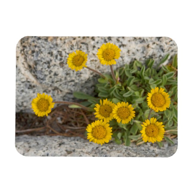 USA, Washington, Cascade Range 5 Magnet (Horizontal)