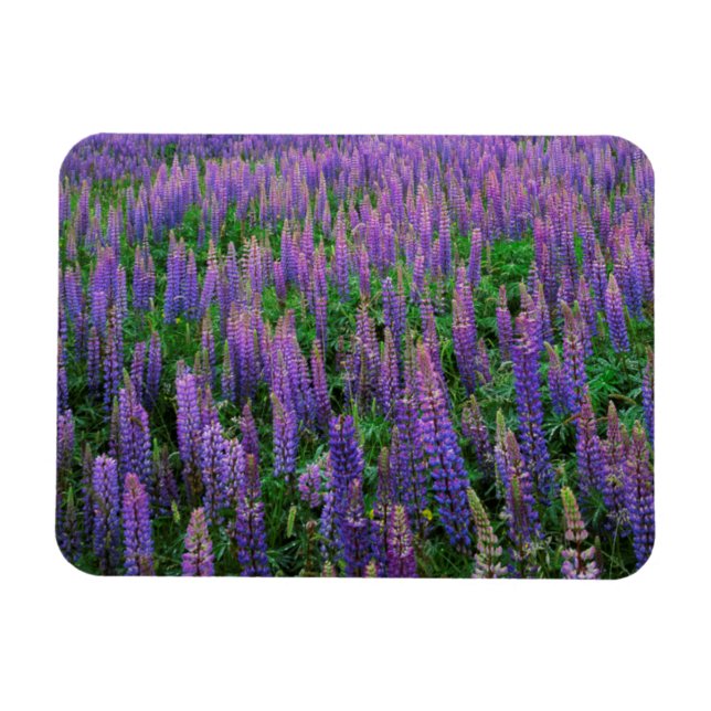 USA, Washington, Clallam County, Lupine Magnet (Horizontal)