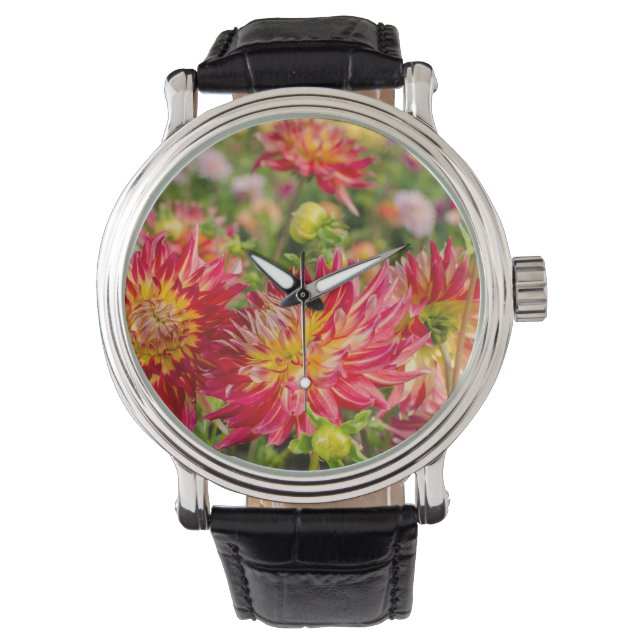 USA, Washington. Dahlia Flowers In Garden Watch (Front)