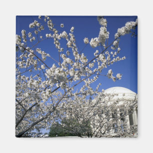 USA, Washington DC. Cherry Blossom Festival and 2 Magnet
