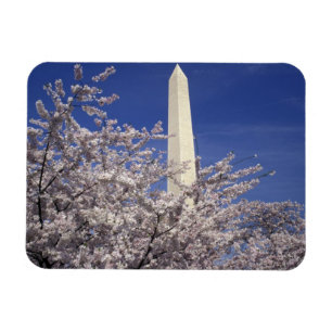 USA, Washington DC. Cherry Blossom Festival and Magnet