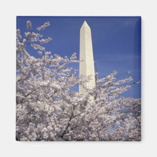 USA, Washington DC. Cherry Blossom Festival and Magnet