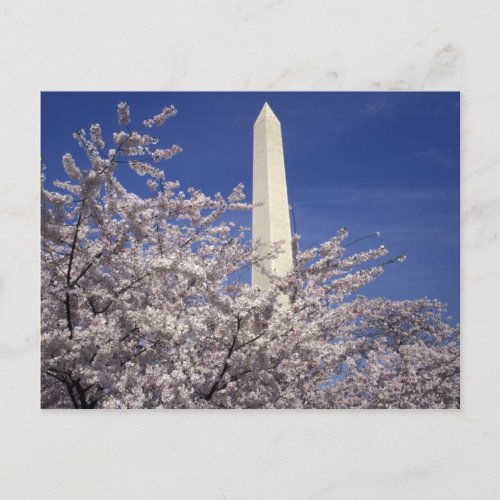 USA Washington DC Cherry Blossom Festival and Postcard