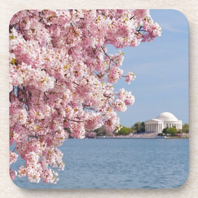 USA, Washington DC, Cherry tree Beverage Coaster (Front)