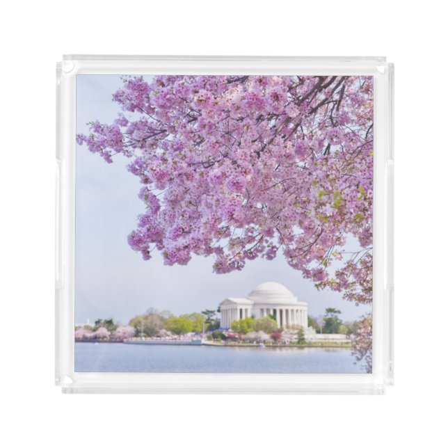USA, Washington DC, Cherry tree in bloom Acrylic Tray (Front)