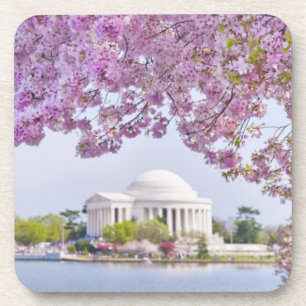 USA, Washington DC, Cherry tree in bloom Beverage Coaster