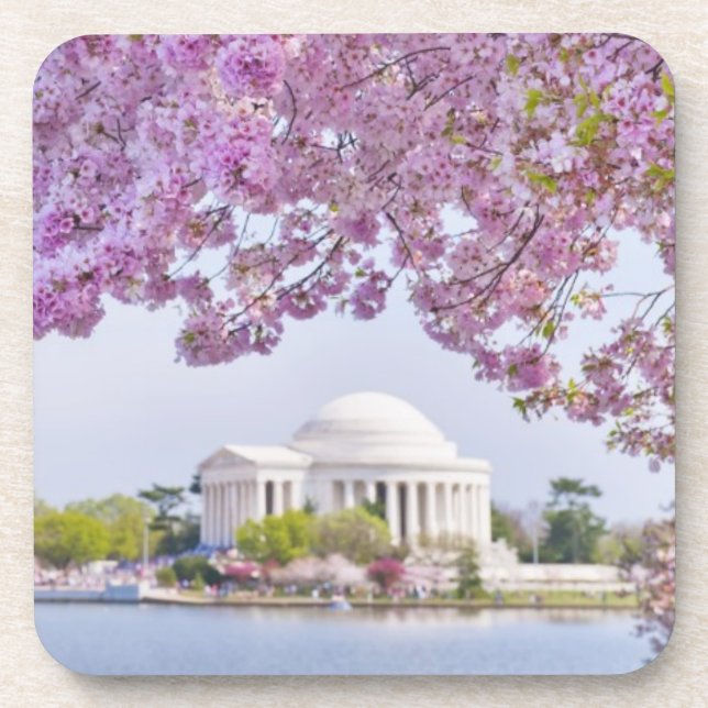 USA, Washington DC, Cherry tree in bloom Beverage Coaster (Front)