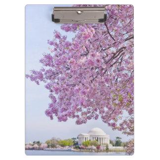 USA, Washington DC, Cherry tree in bloom Clipboard