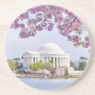 USA, Washington DC, Cherry tree in bloom Coaster