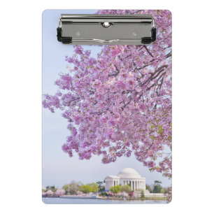 USA, Washington DC, Cherry tree in bloom Mini Clipboard