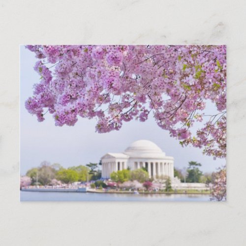 USA Washington DC Cherry tree in bloom Postcard