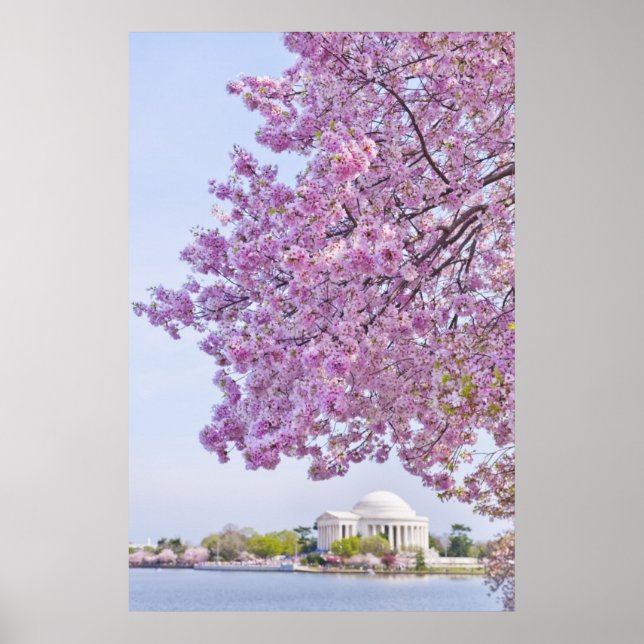 USA, Washington DC, Cherry tree in bloom Poster (Front)
