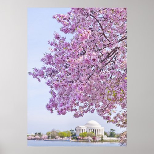 USA Washington DC Cherry tree in bloom Poster