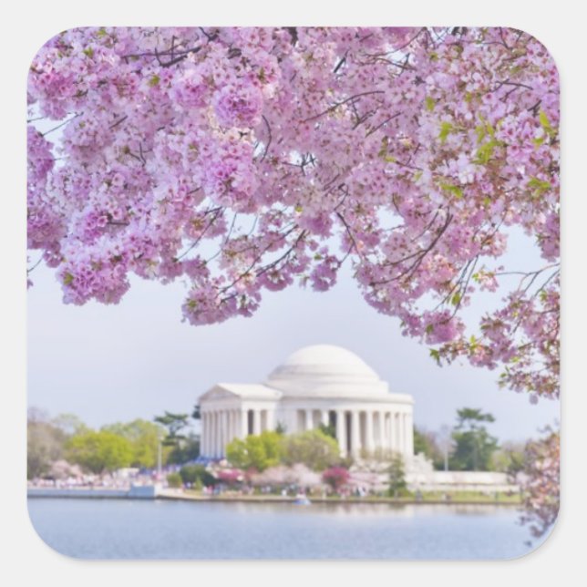 USA, Washington DC, Cherry tree in bloom Square Sticker (Front)