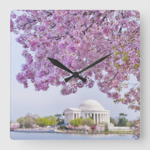 USA, Washington DC, Cherry tree in bloom Square Wall Clock