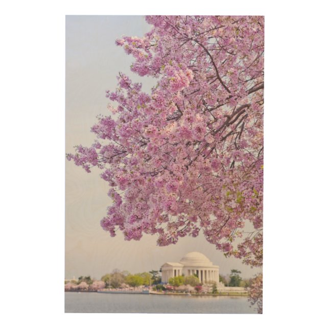 USA, Washington DC, Cherry tree in bloom Wood Wall Art (Front)