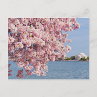 USA, Washington DC, Cherry tree Postcard