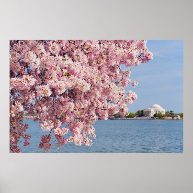 USA, Washington DC, Cherry tree Poster (Front)