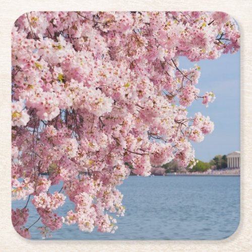 USA Washington DC Cherry tree Square Paper Coaster