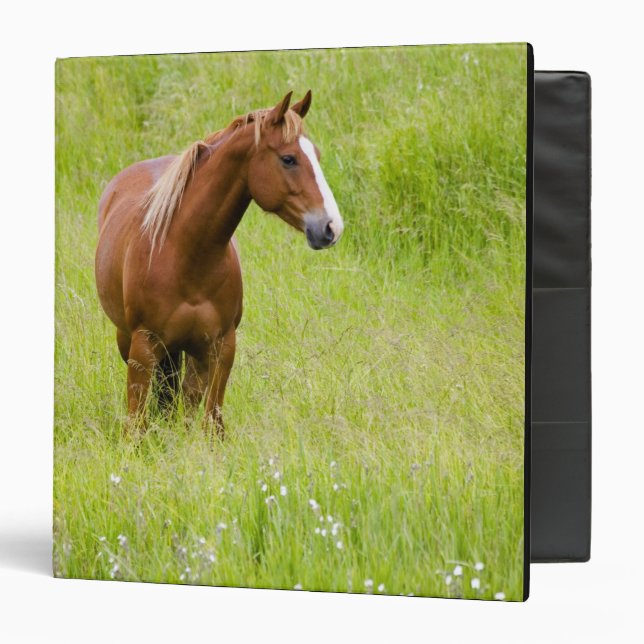 USA, Washington, Horse in Spring Field, 3 Ring Binder (Front/Inside)