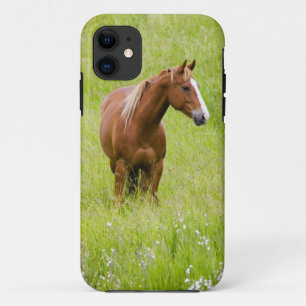 USA, Washington, Horse in Spring Field, iPhone 11 Case