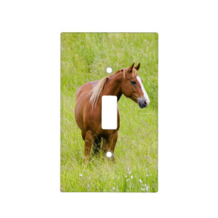 USA, Washington, Horse in Spring Field, Light Switch Cover