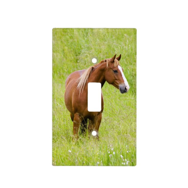 USA, Washington, Horse in Spring Field, Light Switch Cover (Front)