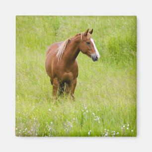 USA, Washington, Horse in Spring Field, Magnet