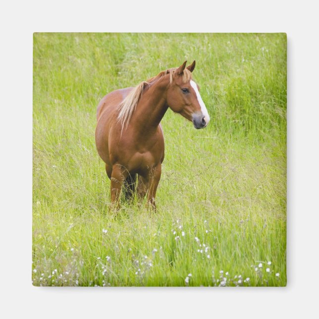 USA, Washington, Horse in Spring Field, Magnet (Front)