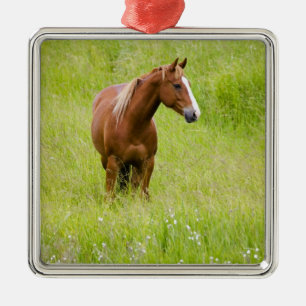 USA, Washington, Horse in Spring Field, Metal Ornament