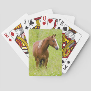 USA, Washington, Horse in Spring Field, Poker Cards