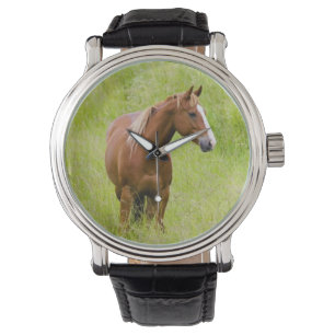 USA, Washington, Horse in Spring Field, Watch