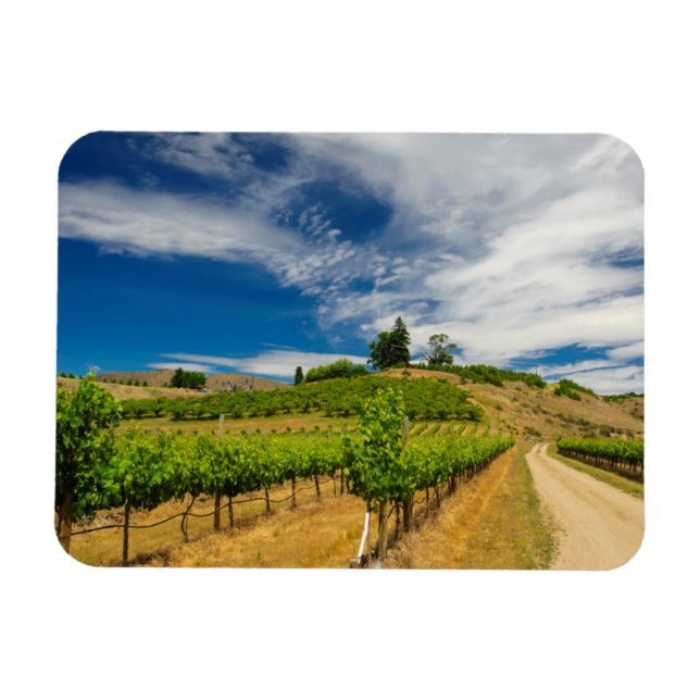 USA, Washington, Lake Chelan. Vineyard 3 Magnet (Horizontal)