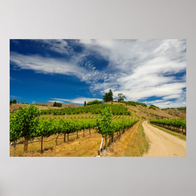 USA, Washington, Lake Chelan. Vineyard 3 Poster (Front)
