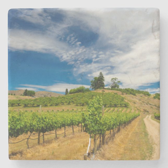 USA, Washington, Lake Chelan. Vineyard 3 Stone Coaster (Front)